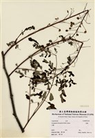 藏品(雲實)的圖片